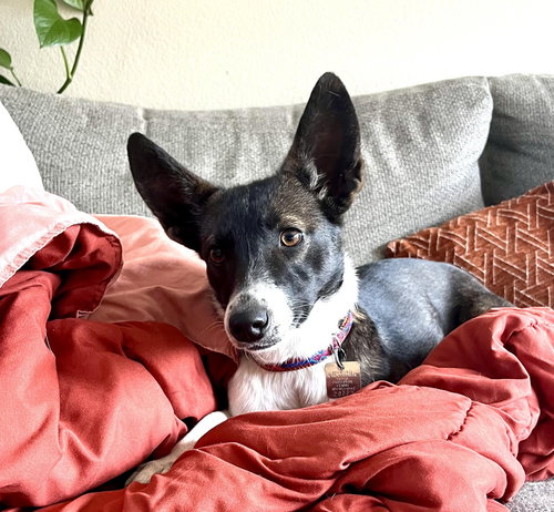 Anna, an adoptable Terrier in Evergreen, CO