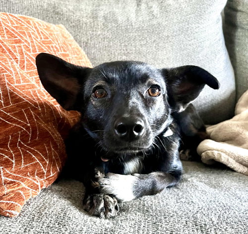 Faye, an adoptable Terrier in Evergreen, CO