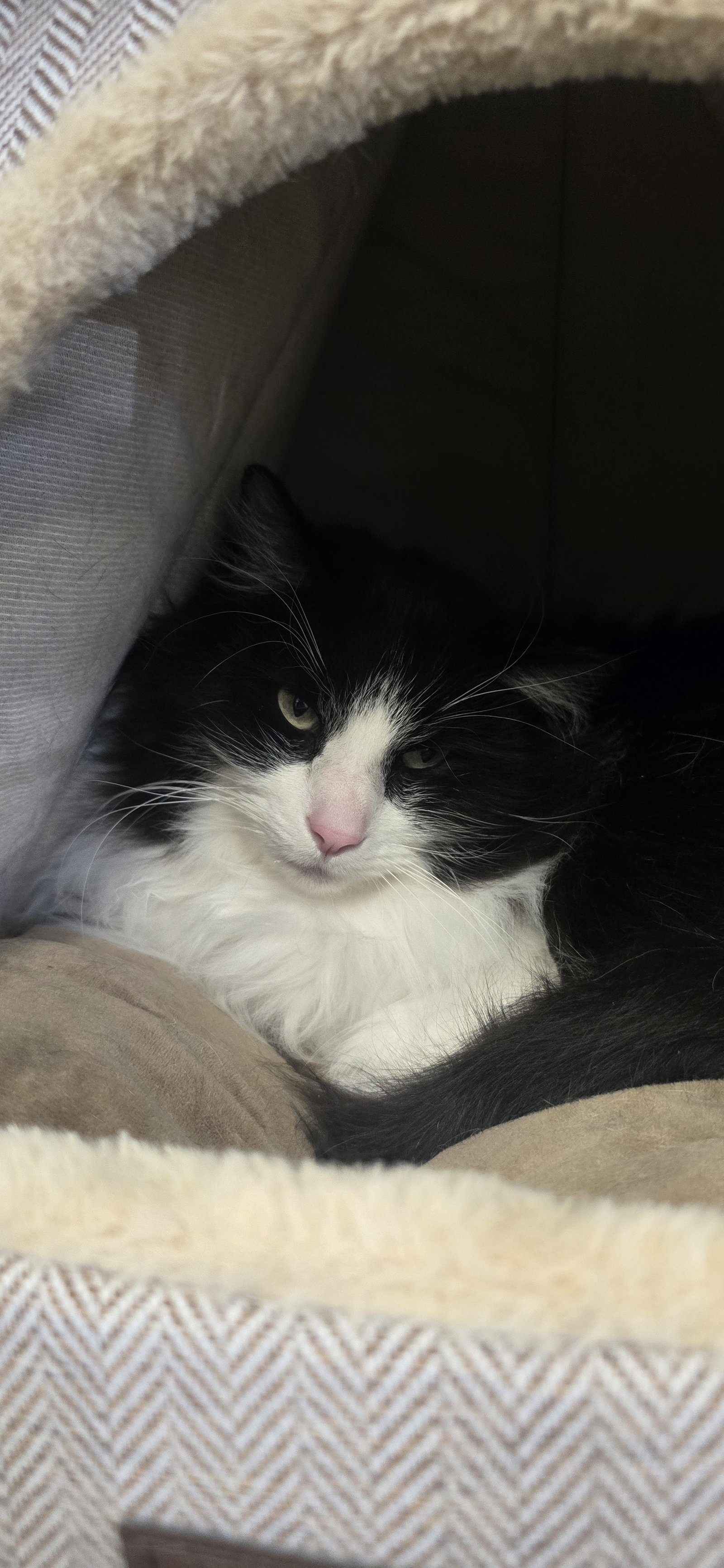Sylvester Image