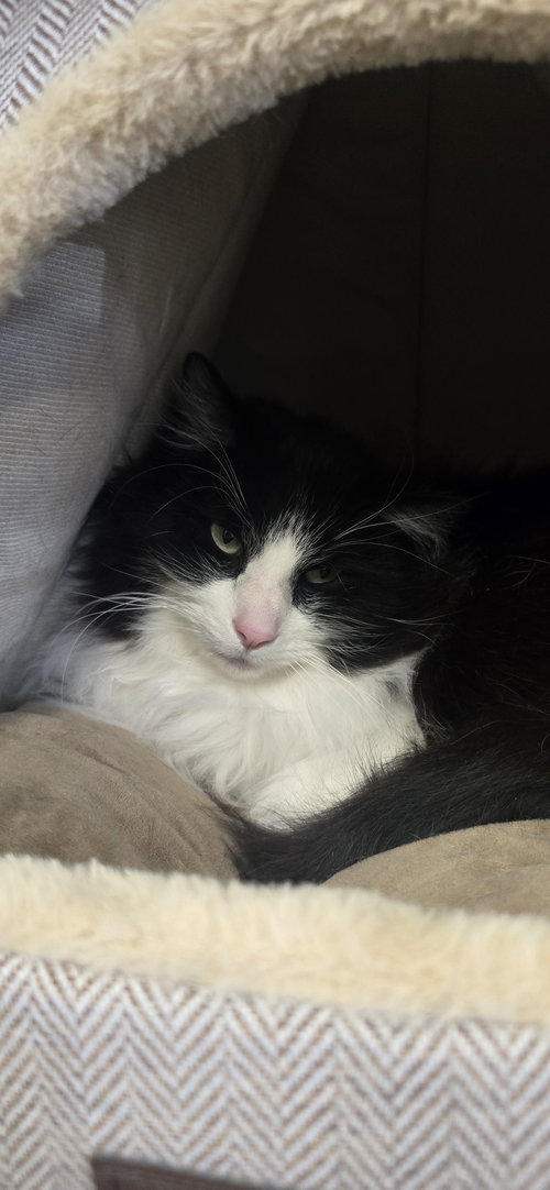 Sylvester, an adoptable Domestic Long Hair in Evergreen, CO