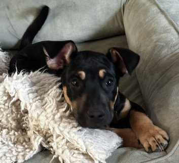 Asher, an adoptable Pit Bull Terrier in Evergreen, CO