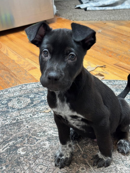 Wyatt, an adoptable Pit Bull Terrier in Evergreen, CO