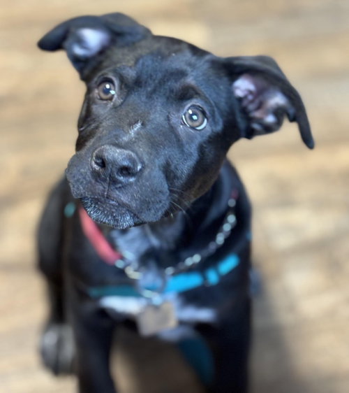 Wyatt, an adoptable Pit Bull Terrier in Evergreen, CO