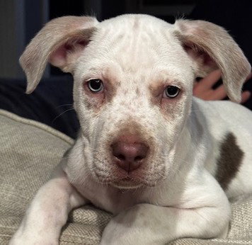 picture of the dog needing adoption