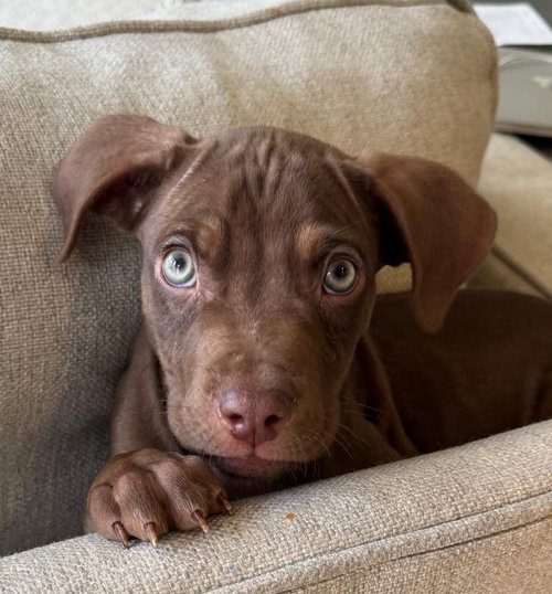 picture of the dog needing adoption