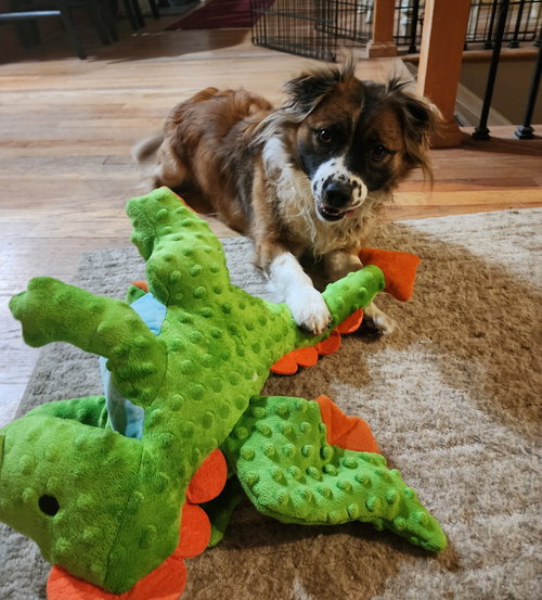 Savvy aka Sassy, an adoptable Corgi in Evergreen, CO