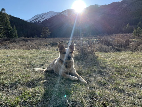 picture of the dog needing adoption