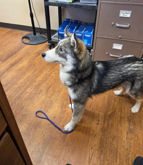 Reya aka Baby Wolfie (I am NOT a hybrid)
