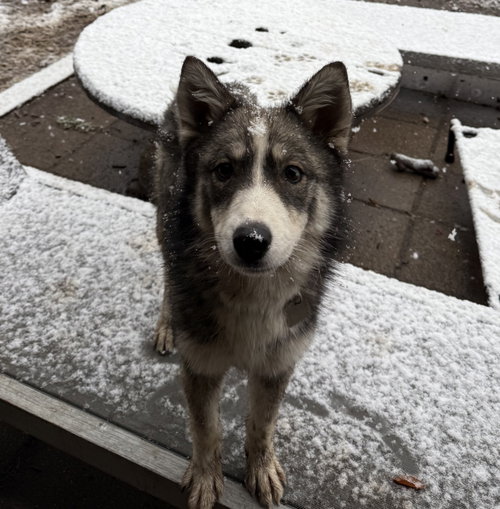 Raya AKA Baby Wolf lol, an adoptable Husky in Evergreen, CO