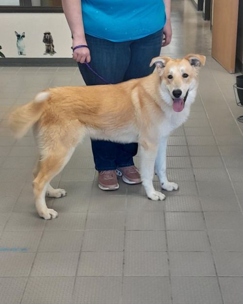 Ford, an adoptable Husky in Evergreen, CO