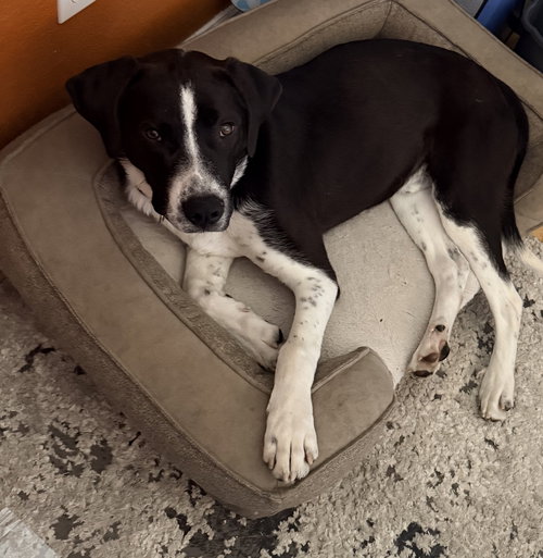 Archer, an adoptable Border Collie in Evergreen, CO