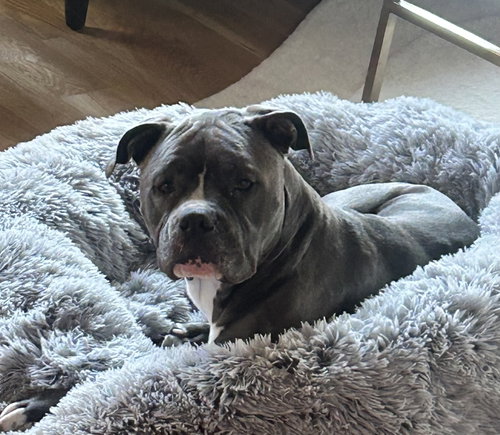 Ellie - (Tri Pod), an adoptable Blue Lacy in Evergreen, CO