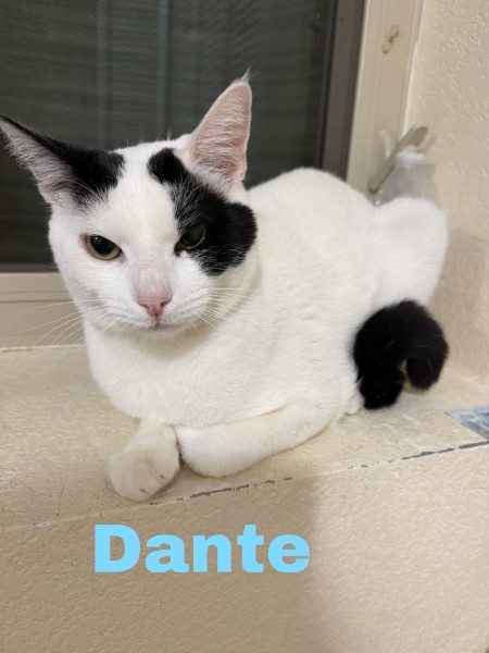 Dante, Adult Domestic Short Hair, cat for adoption in Northglenn, Colorado