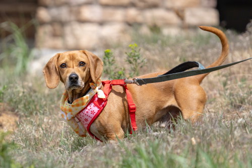 Odin, an adoptable Dachshund in Evergreen, CO
