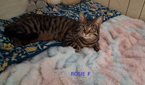 Rosie, Adult Domestic Short Hair, cat for adoption in Northglenn, Colorado