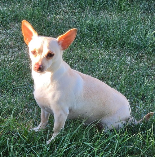 Mable