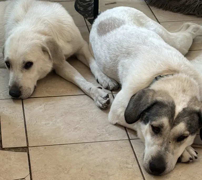 Jethro  Elly May Bonded Courtesy Listing - Great Pyrenees