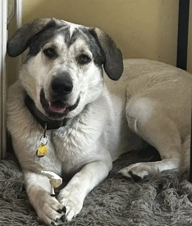 Jethro  Elly May Bonded Courtesy Listing image 3
