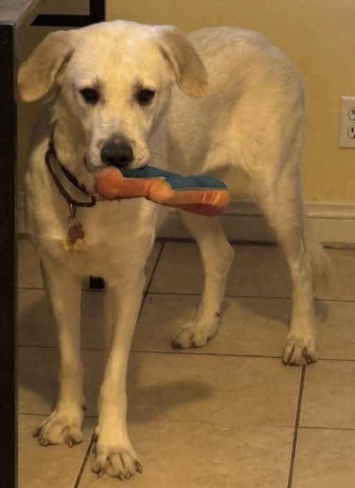 Jethro & Elly May Bonded Courtesy Listing