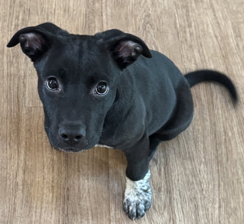 Alfie, an adoptable Border Collie in Evergreen, CO