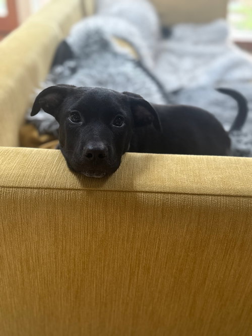Alfie, an adoptable Border Collie in Evergreen, CO