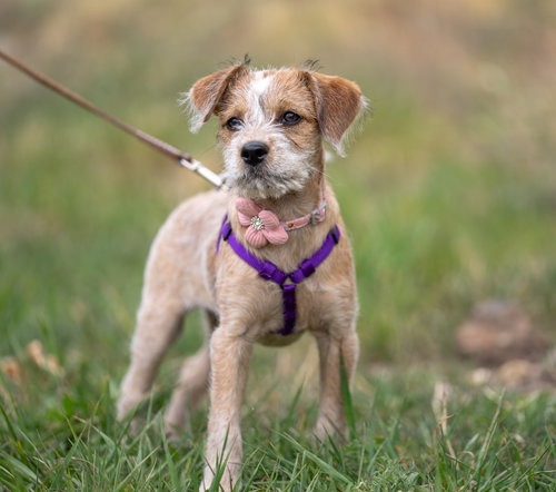 Bunny, an adoptable Australian Cattle Dog in Evergreen, CO