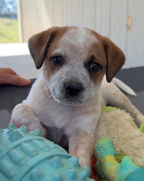 Samantha, an adoptable Australian Cattle Dog in Evergreen, CO