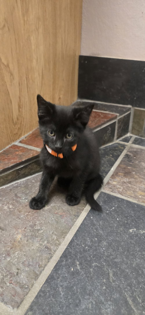 Dopey, an adoptable Domestic Short Hair in Evergreen, CO