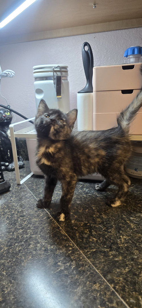 Grumpy, an adoptable Domestic Short Hair in Evergreen, CO