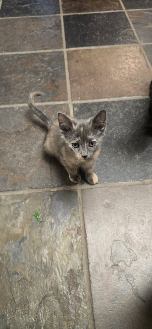 Sneezy, an adoptable Domestic Short Hair in Evergreen, CO