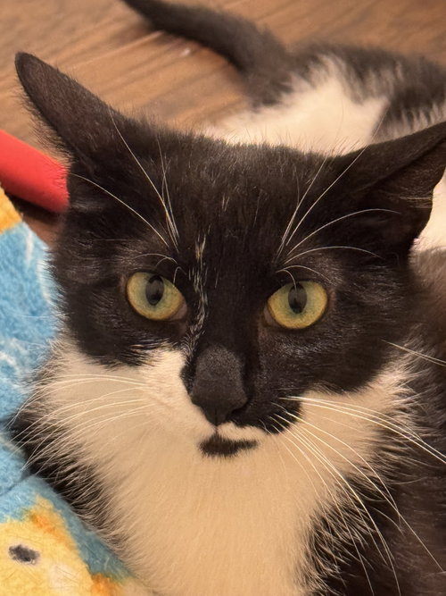 Stella, an adoptable Domestic Short Hair in Evergreen, CO