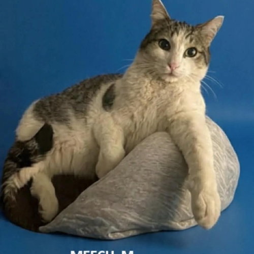 Meech, an adoptable Domestic Short Hair in Evergreen, CO