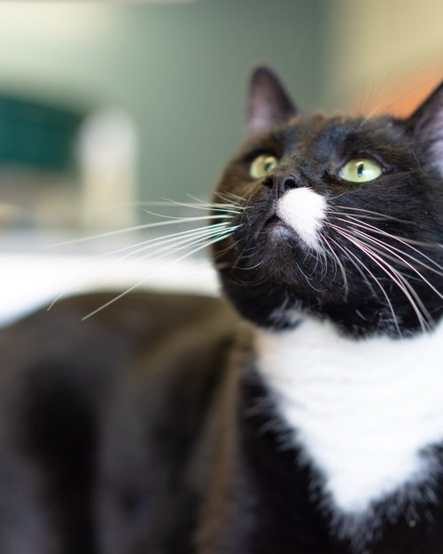 Harvey, an adoptable Domestic Short Hair in Evergreen, CO