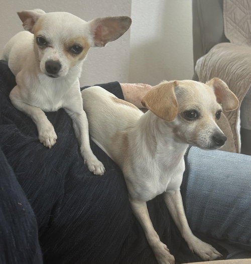Fiona & Willow Bonded, an adoptable Chihuahua in Evergreen, CO