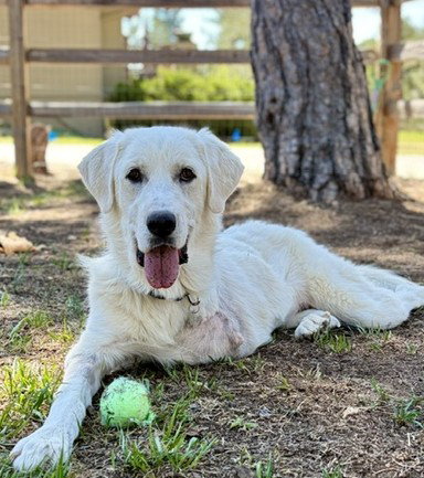 Bella, an adoptable Retriever in Evergreen, CO