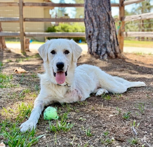 Bella, an adoptable Retriever in Evergreen, CO