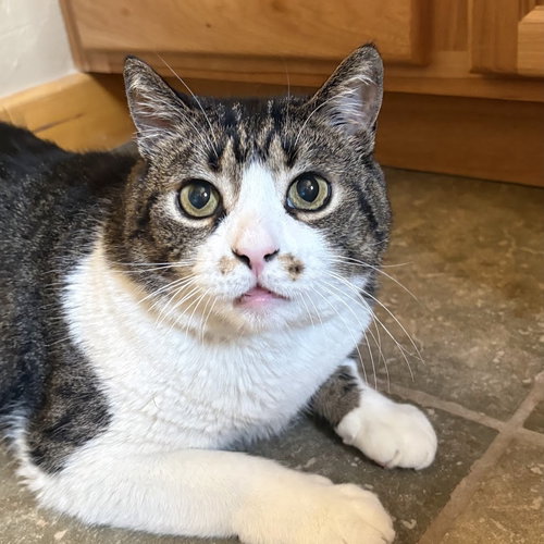 MILLER - Domestic Short Hair available for adoption