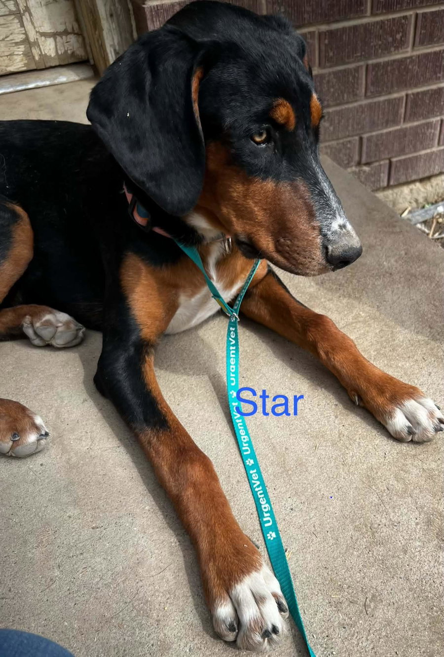 Star Adopt or Foster
