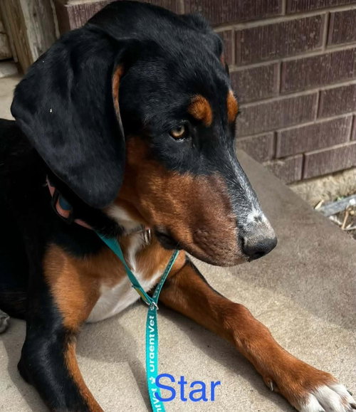 Star Adopt or Foster, an adoptable Doberman Pinscher in Evergreen, CO