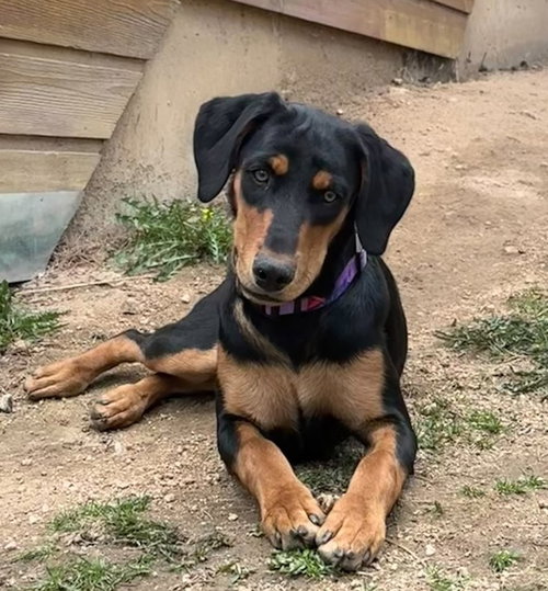 Loretta, an adoptable Doberman Pinscher in Evergreen, CO