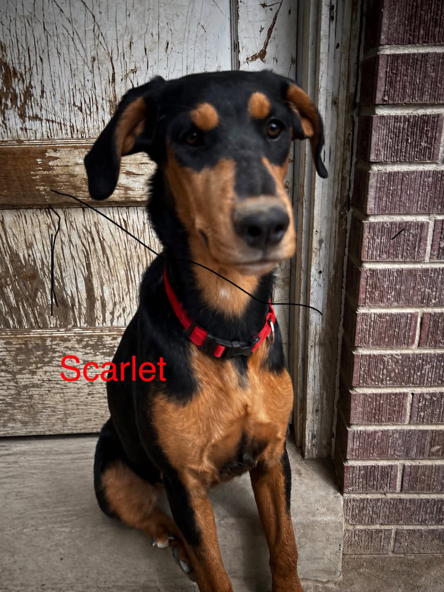 Scarlet Adopt or Foster