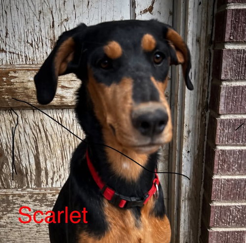 Scarlet Adopt or Foster, an adoptable Doberman Pinscher in Evergreen, CO