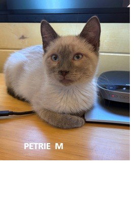 Petrie