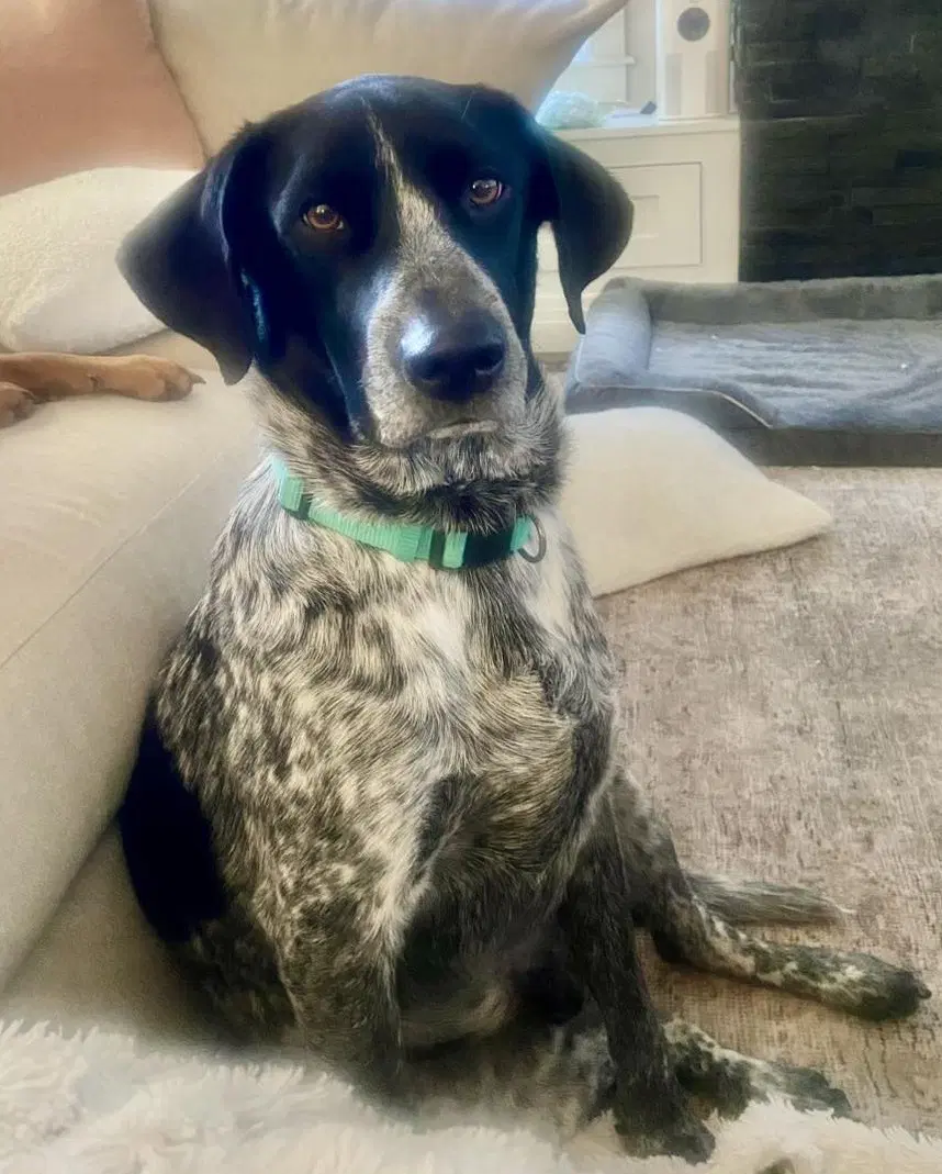 Winston Winnie Courtesy Listing - German Shorthaired Pointer