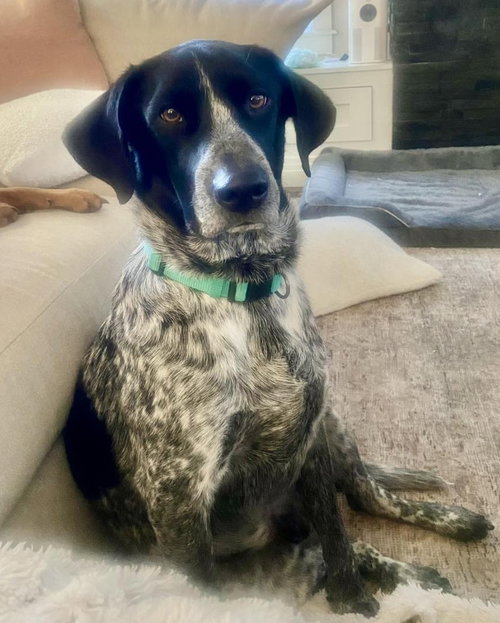Winston (Winnie) Courtesy Listing, an adoptable German Shorthaired Pointer in Evergreen, CO