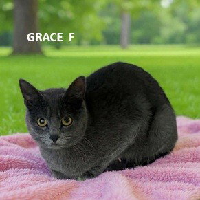 Grace, an adoptable Domestic Short Hair in Evergreen, CO