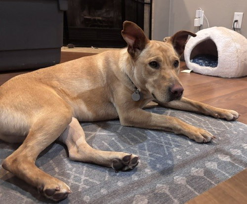 Nash, an adoptable Retriever in Evergreen, CO