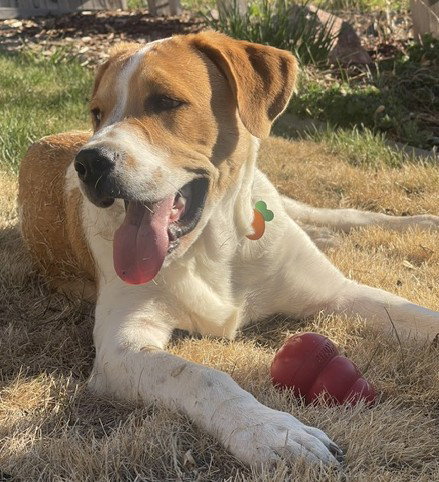 Hector Courtesy Listing, an adoptable Saint Bernard in Evergreen, CO
