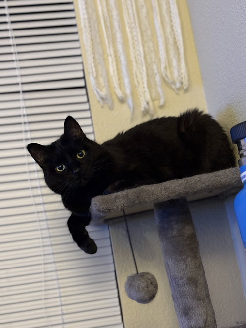 Photo 2 of Boo Boo Kitty