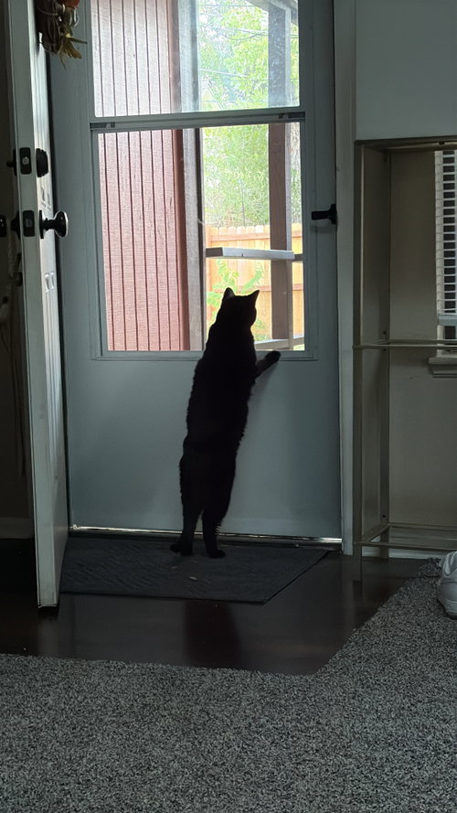 Photo 3 of Boo Boo Kitty